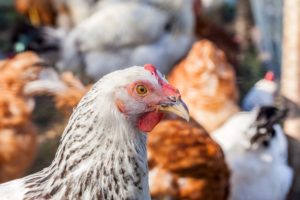 Poultry Processing qualifies for electricity and natural gas sales tax exemptions and refunds via predominant use studies.